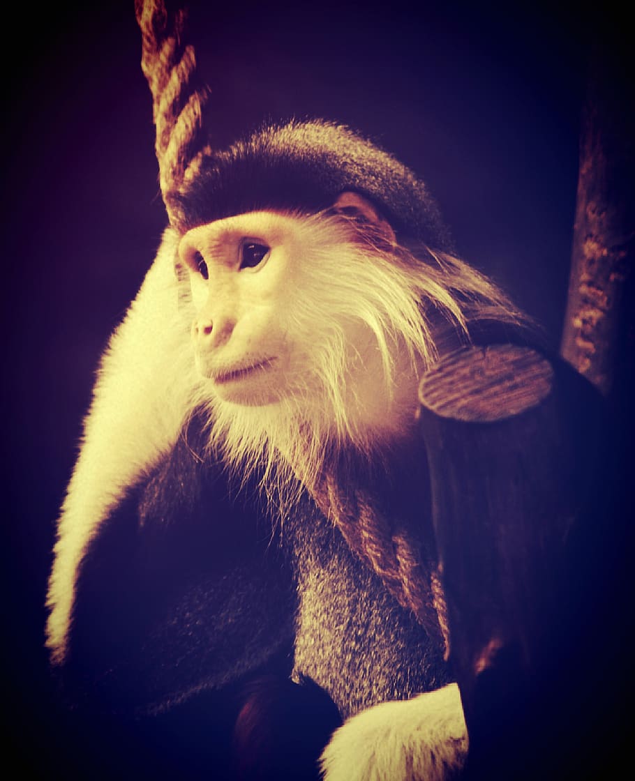 animal, monkey, chimp, relaxing, ape, trees, africa, fingers HD wallpaper
