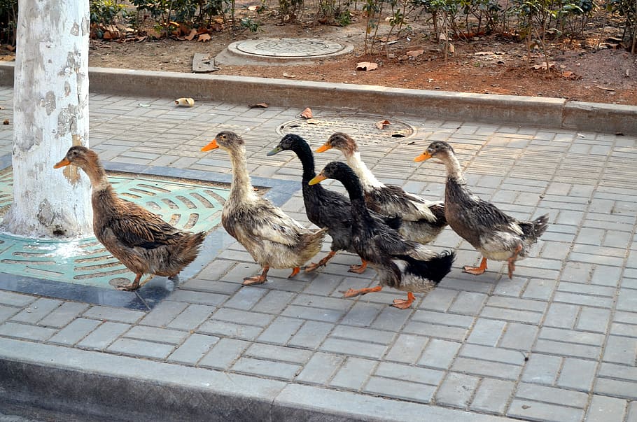 six assorted ducks on road during daytime, Leader, Flock, Birds, HD wallpaper