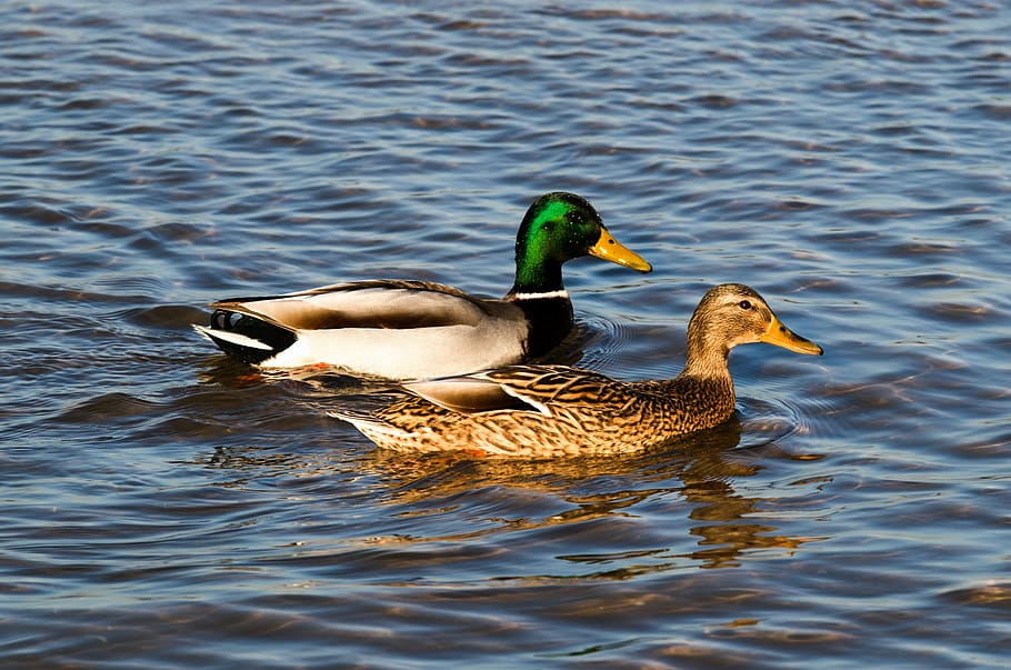 duck, water, ducks, animals, bird, wild birds, crossword, bird duck HD wallpaper