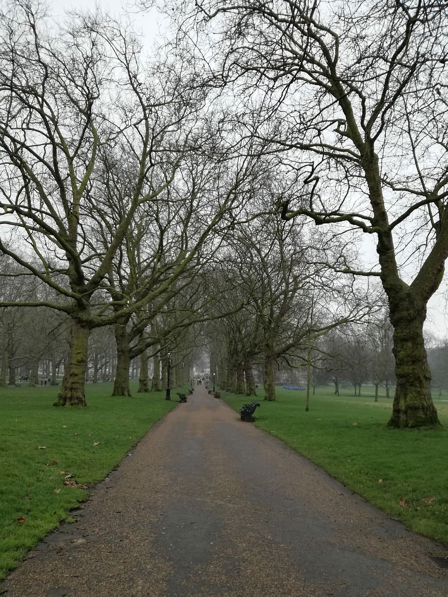 Path, Trees, Nature, Forest, Trail, park, landscape, walk, green HD wallpaper