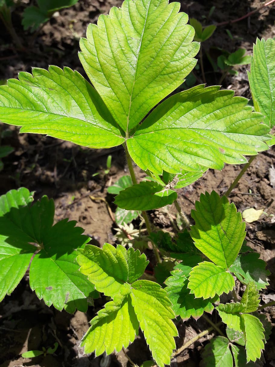 strawberry, foliage, green, leaf, plant part, growth, green color HD wallpaper