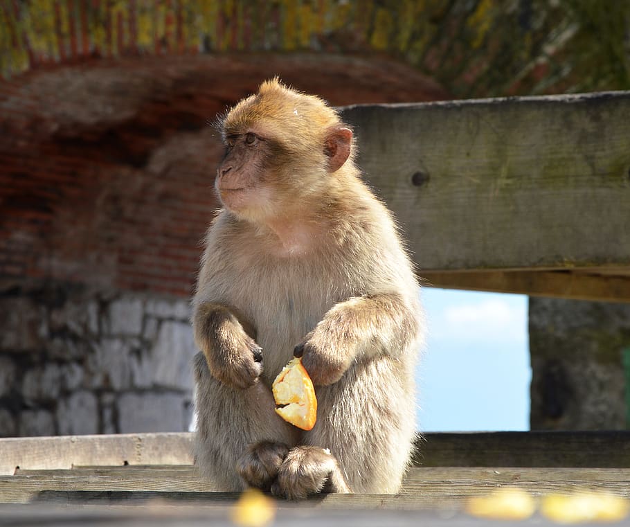 barbary ape, monkey rock, gibraltar, primate, mammal, animal HD wallpaper