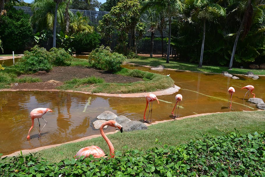 flamingo, bird, zoo, pong, fauna, plant, water, animals in the wild HD wallpaper