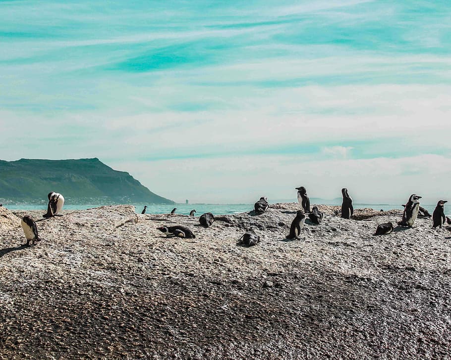 selective focus photography of penguins, penguins on shore, rock HD wallpaper