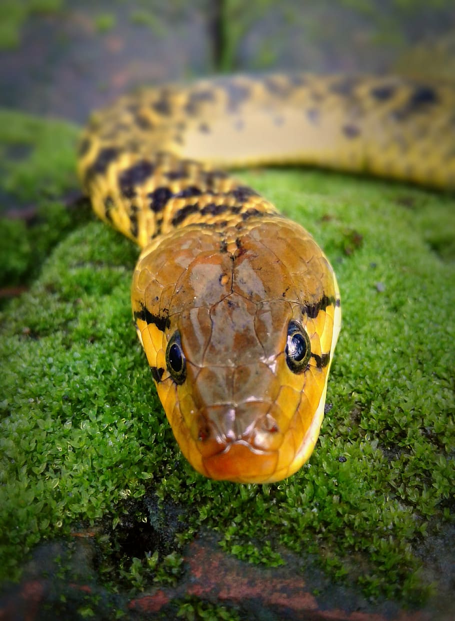 wildlife, snake, grass, one animal, animal themes, animal wildlife HD wallpaper