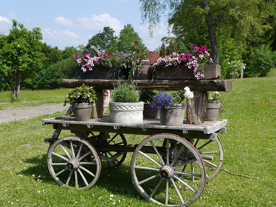 Dare, Flowers, Seefeld, outdoors, old, grass, green Color, tree HD wallpaper