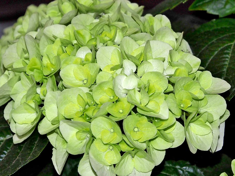 hydrangea bush, white, blütenmeer, hydrangeas, close, green color HD wallpaper
