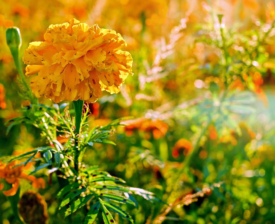 yellow petal flower macro photograhpy, marigold, asteraceae HD wallpaper