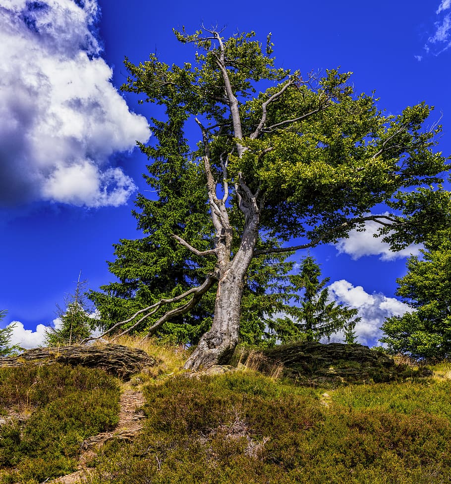 tree, beech, nature, log, mood, leaves, overgrown, green, wilderness HD wallpaper