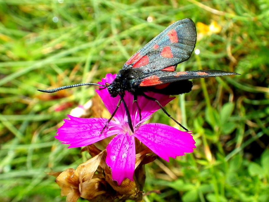 Drexel, Burnet, Insect, flower, nature, fragility, plant, animal themes HD wallpaper