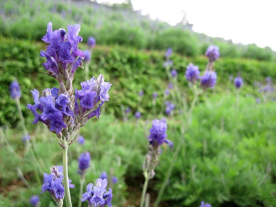 lavender, plant, hillside, purple, nature, flower, summer, blue HD wallpaper