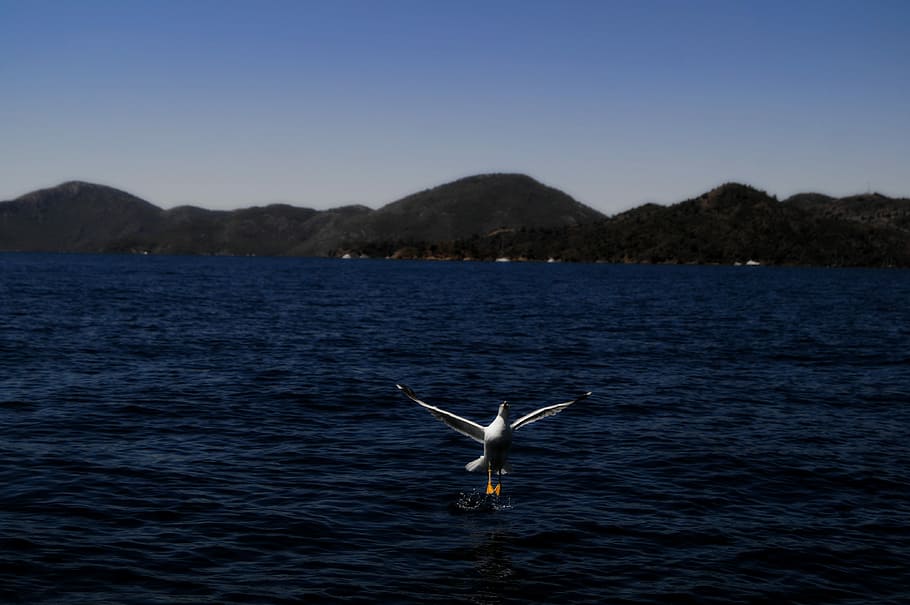 Gocek, Boat, Type, animals in the wild, one animal, animal themes HD wallpaper