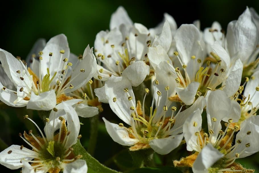pear, birnblüte, spring, fruit tree, fruit tree blossoming HD wallpaper
