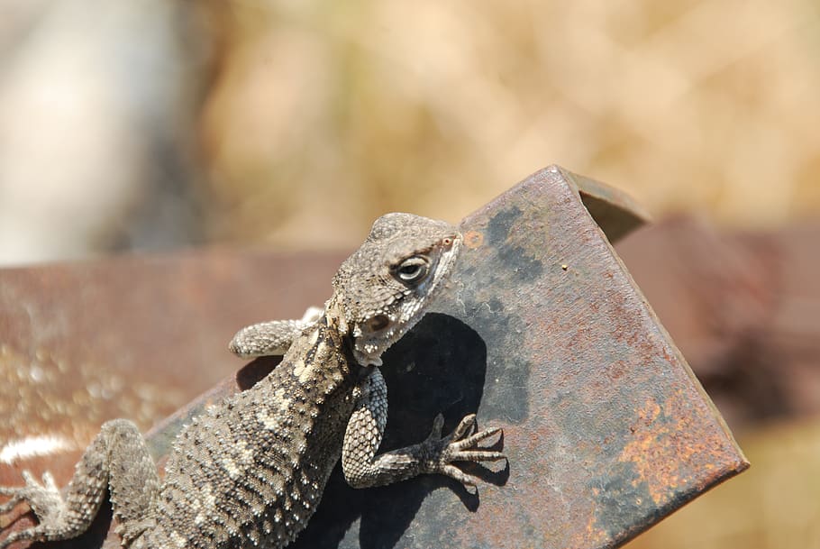 lizard, nature, israel, focus on foreground, reptile, close-up HD wallpaper