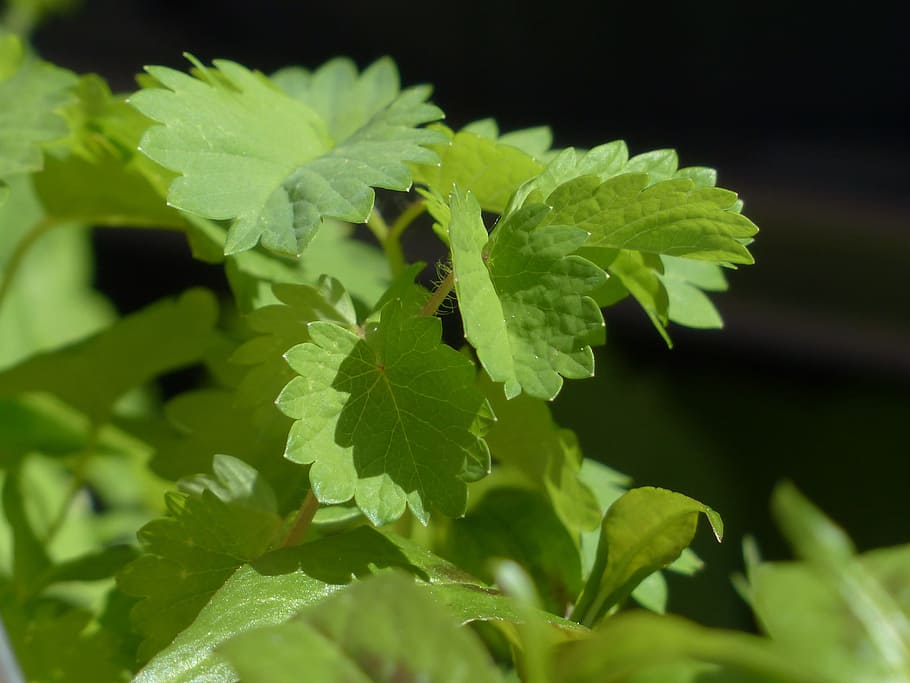 Herb, Kitchen, Plant, Spice, kitchen herb, pimpinella, pimpernel HD wallpaper