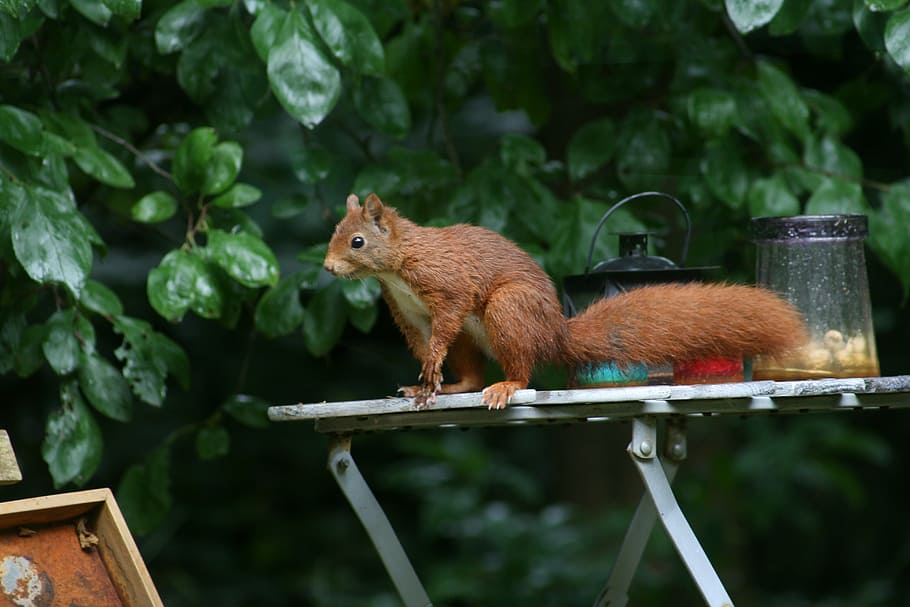 squirrel, forest, nature, rodents, tree, animal, wildlife, cute HD wallpaper