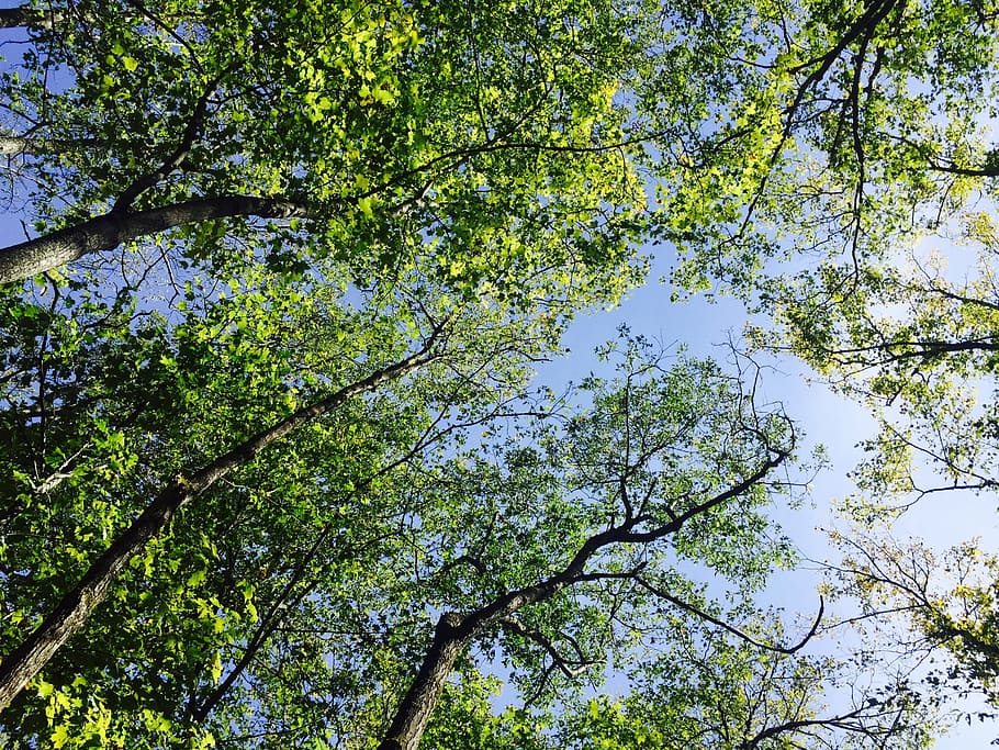 trees, leaves, foliage, sky, green, blue, nature, season, summer HD wallpaper