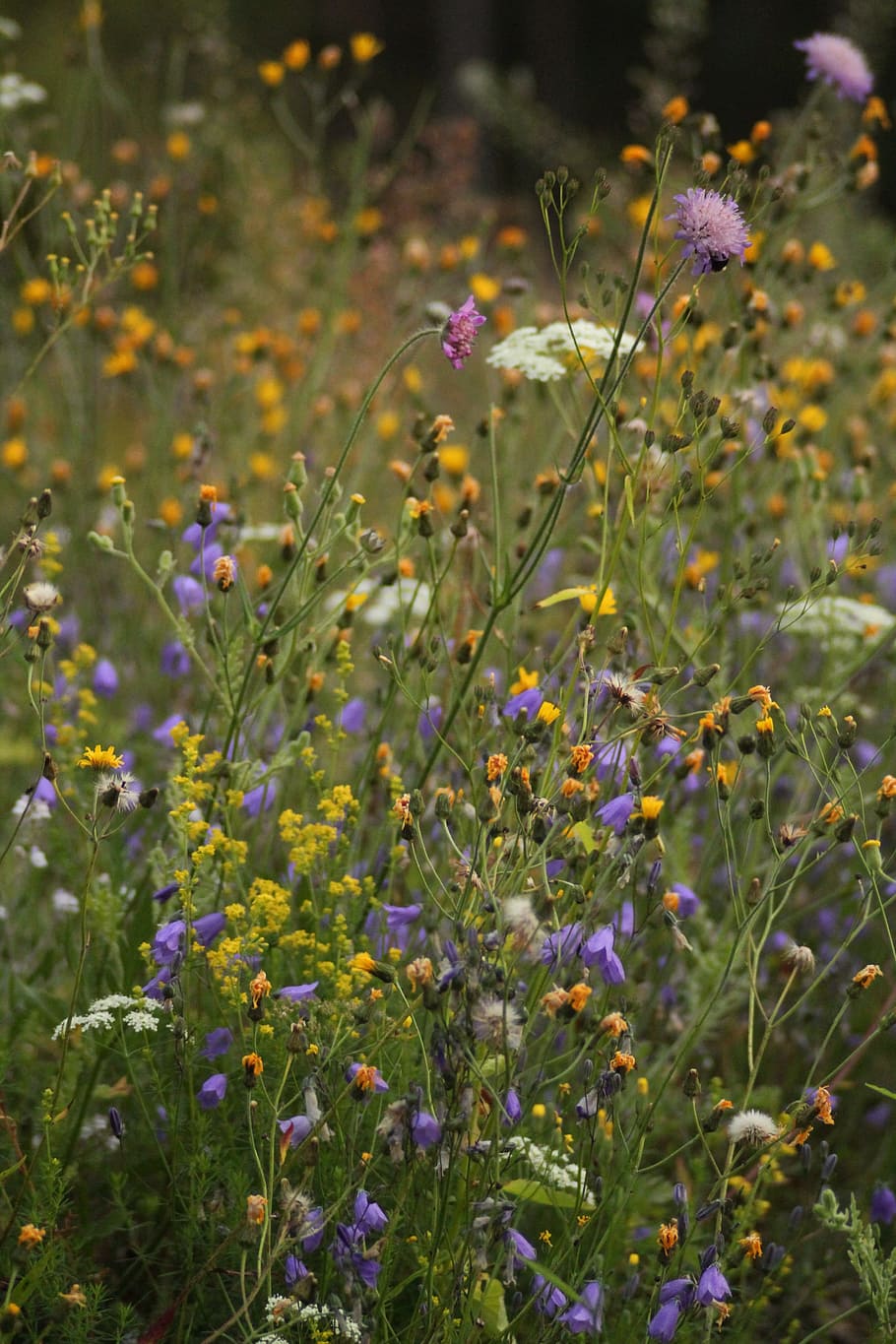 many, wild, flowers, flowering plant, freshness, growth, beauty in nature HD wallpaper