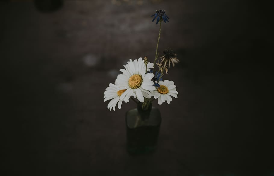 three white daisy flower, three white daisy flowers in glass bottle, HD wallpaper