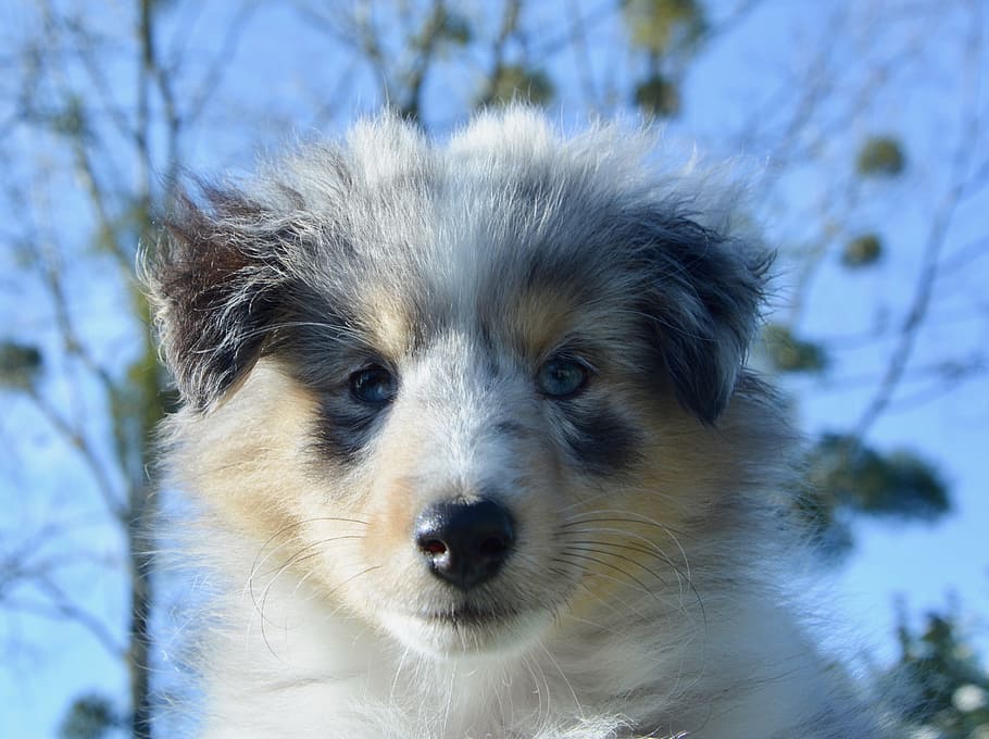 dog, puppy, dog portrait, female shetland sheepdog, blue eyes, HD wallpaper