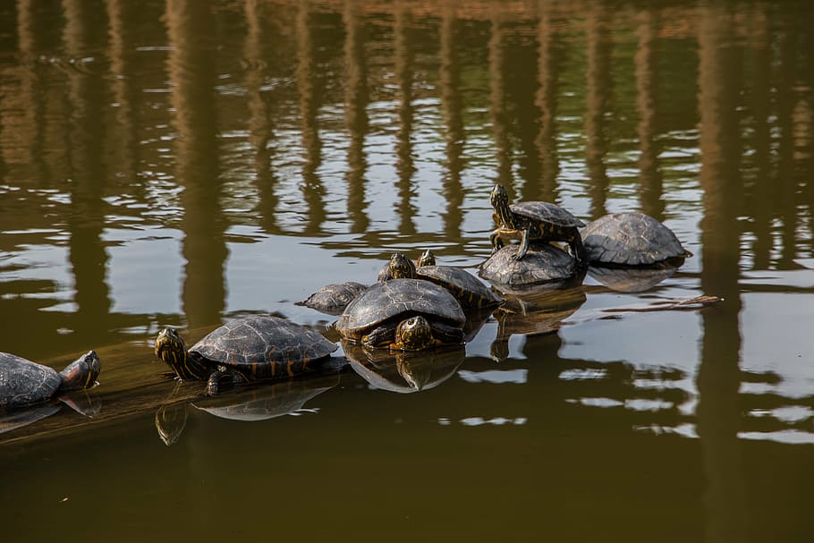 nature, peru, turtle, animals, lime, water animal, green, reptile HD wallpaper