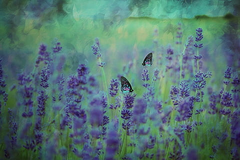 photo of butterflies on purple petaled flowers, texture, background HD wallpaper