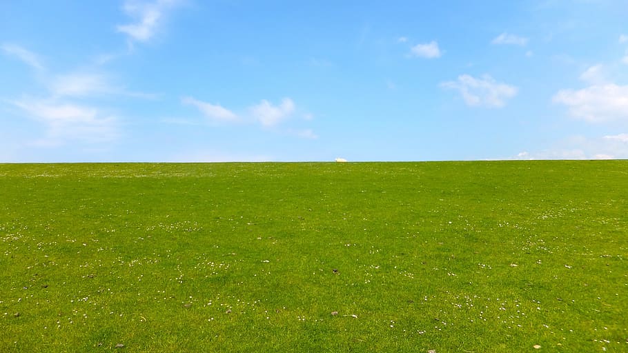 HD wallpaper: green grass field during daytime, meadow, sky, sheep ...