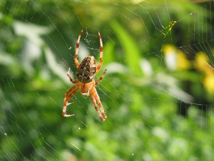 Spider, Arachnid, Network, Garden, one animal, animal themes HD wallpaper