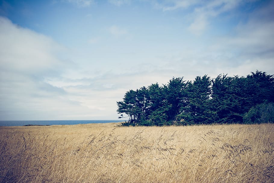 nature, landscape, trees, field, grass, clouds, sky, plant HD wallpaper