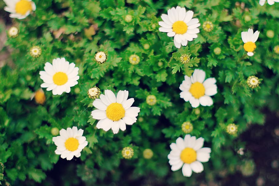 close up photography Daisy flower field, nature, summer, grass HD wallpaper