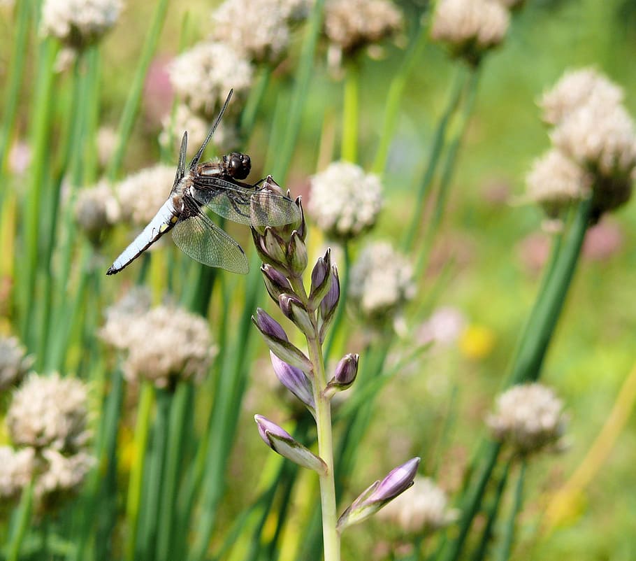 dragonfly, nature, bug, green, pond, garden, flower, animal themes HD wallpaper