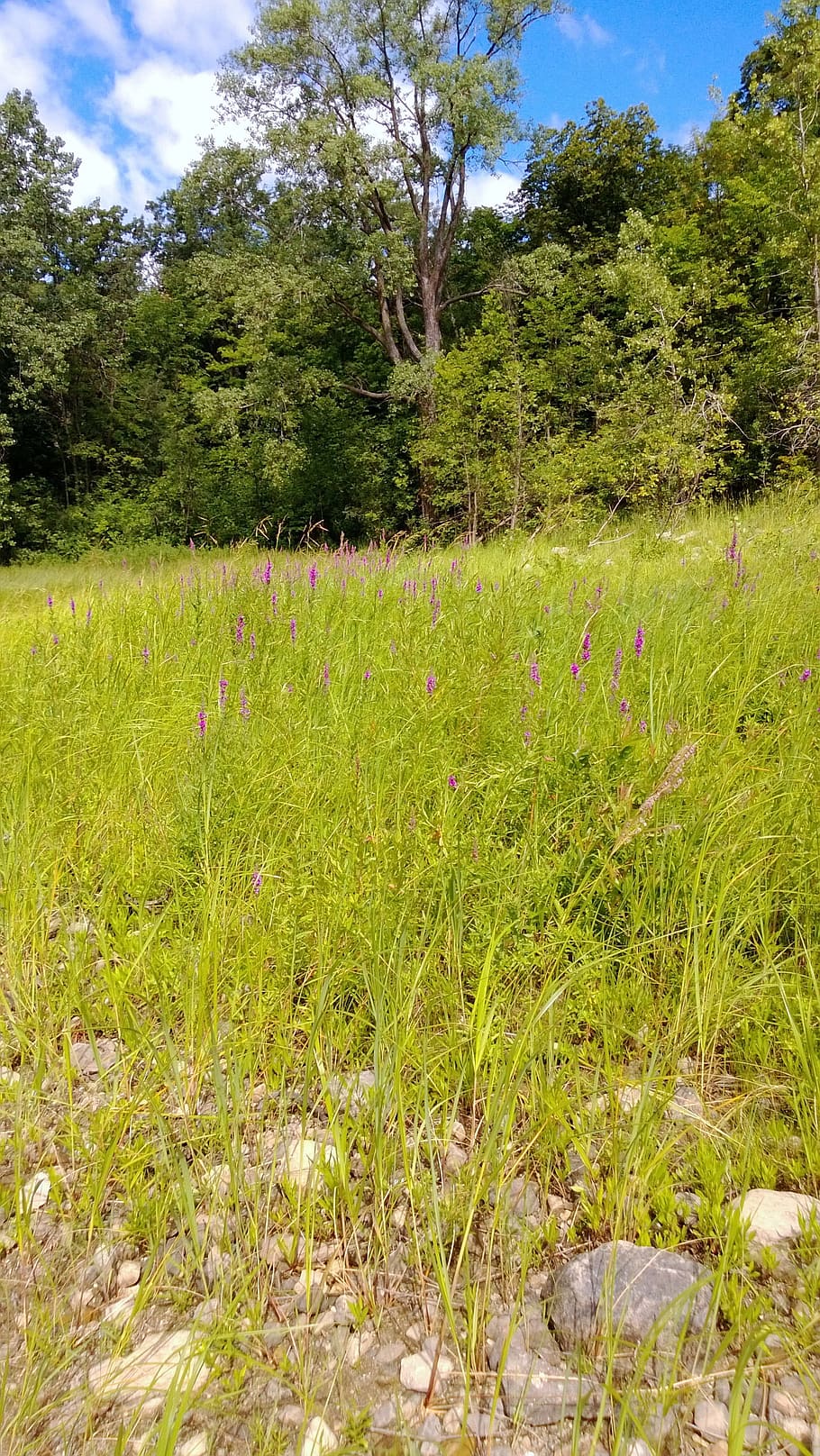 Field, Grass, Meadow, Nature, summer, trees, flower, outdoors HD wallpaper