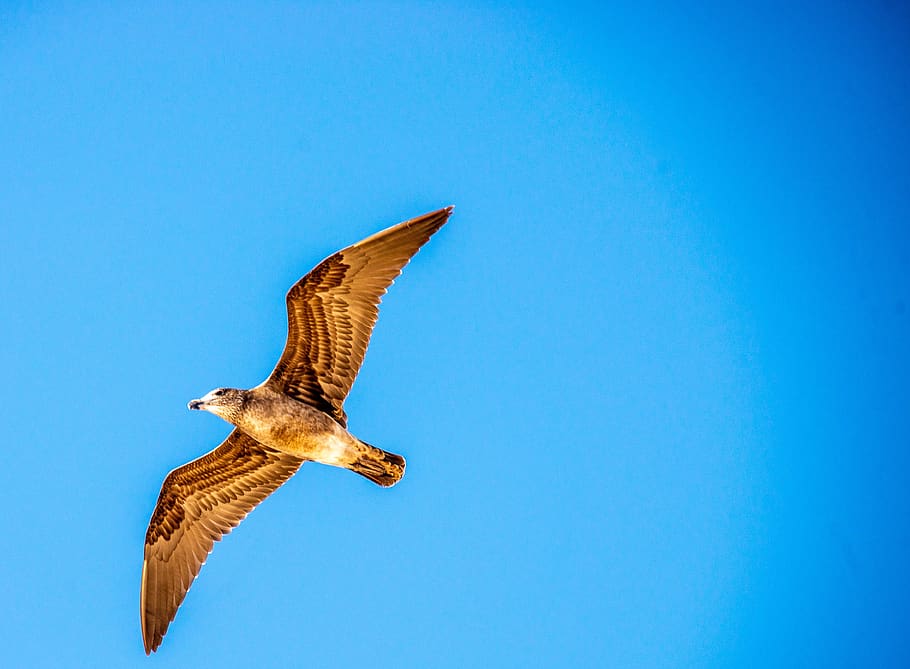 seagull, bird, sky, animal, animal themes, flying, animal wildlife HD wallpaper