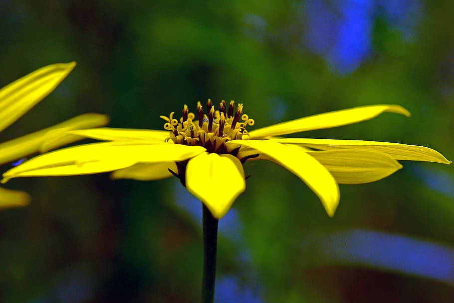blossom, bloom, composites, macro, flower, flowering plant HD wallpaper