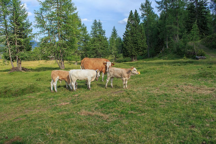 Cattle, Cows, Alm, Animal, Pasture, milk cow, agriculture, livestock, HD wallpaper