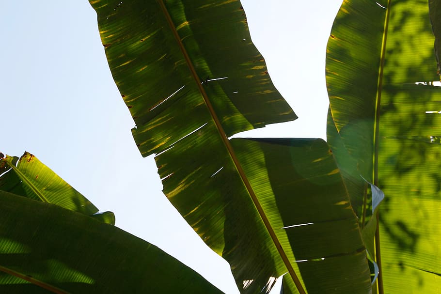 clear skies over Banana leaf, palm, frond, exotic, palm tree HD wallpaper