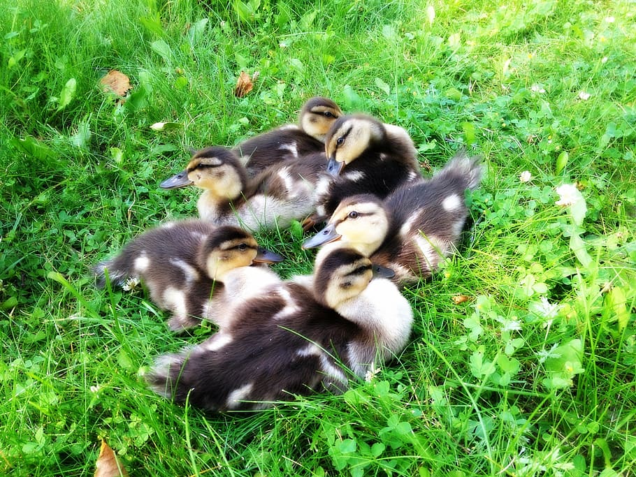 ducks on grass, ducklings, animals, babies, bird, nature, farm HD wallpaper