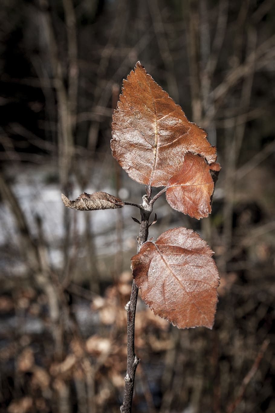 leaves, winter, leaf, iced, tree, nature, plant, winter time HD wallpaper