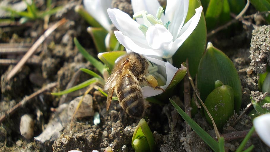 squill, white flower, bee, nectar collected, spring, flowering plant HD wallpaper