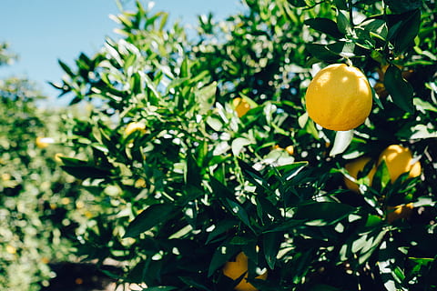 Lemons on tree, fruit, food, citrus fruit, healthy eating, food and drink HD wallpaper