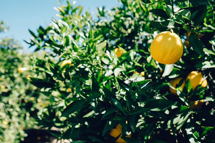 Lemons on tree, fruit, food, citrus fruit, healthy eating, food and drink HD wallpaper