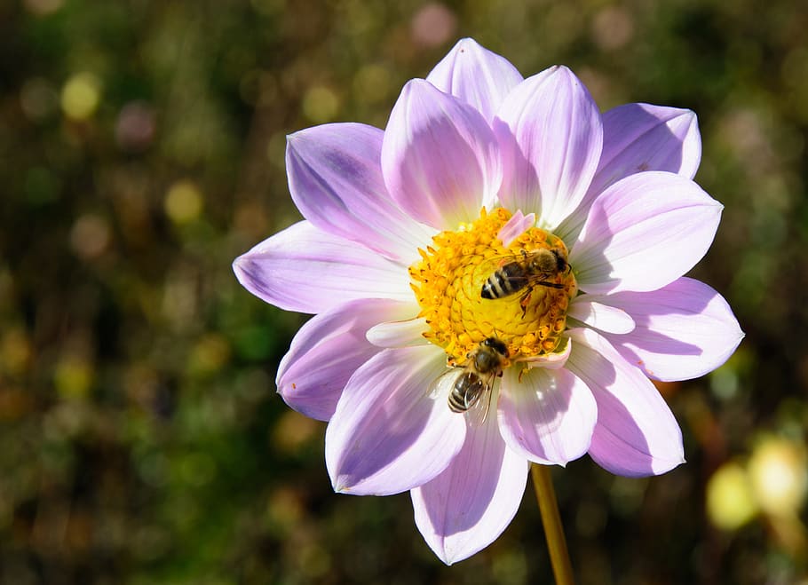 HD Wallpaper Two Bees On Pink Petaled Flower Dahlia Blossom Bloom Pollination Wallpaper Flare