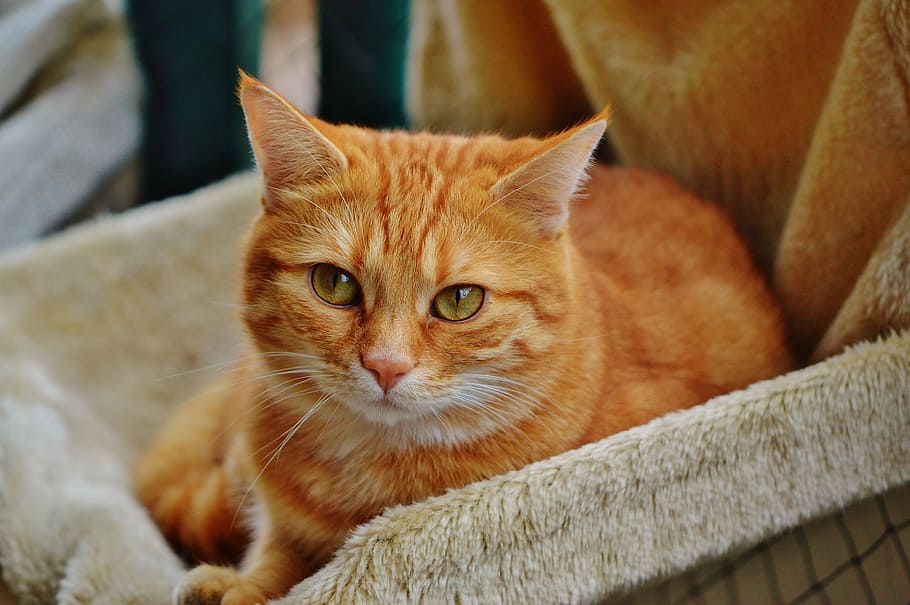 cat, red, cute, mackerel, tiger, sweet, cuddly, animal, domestic cat HD wallpaper
