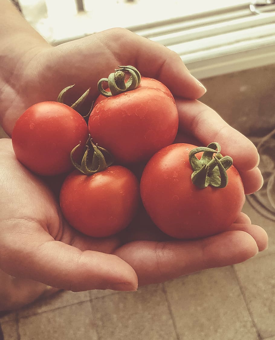 garden, hands, red, tomato, healthy eating, food and drink HD wallpaper