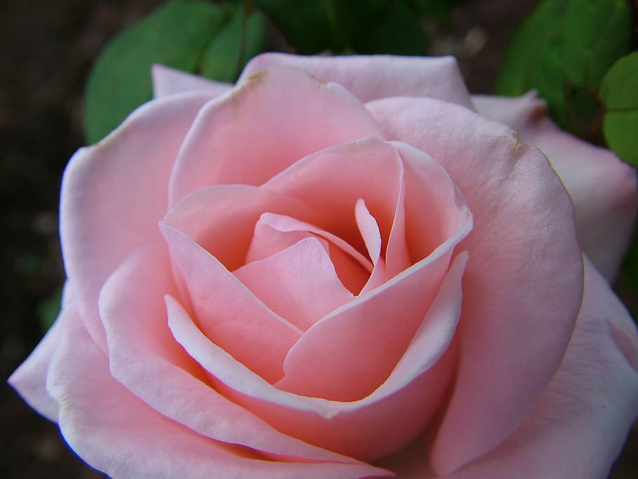 flower, rosa, nature, flowering plant, vulnerability, fragility HD wallpaper