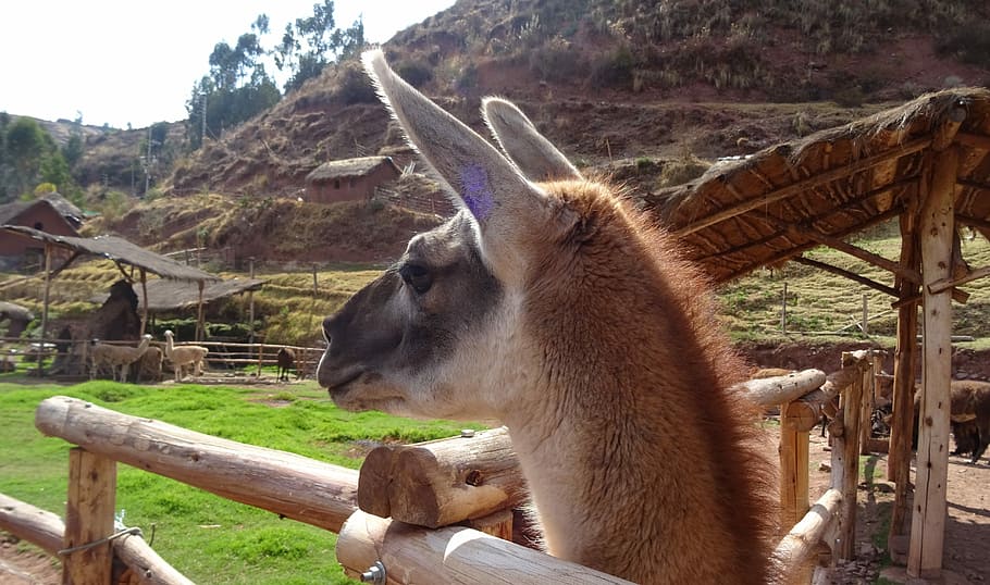 Flame, Landscape, Peru, look, animal themes, one animal, animal body part HD wallpaper
