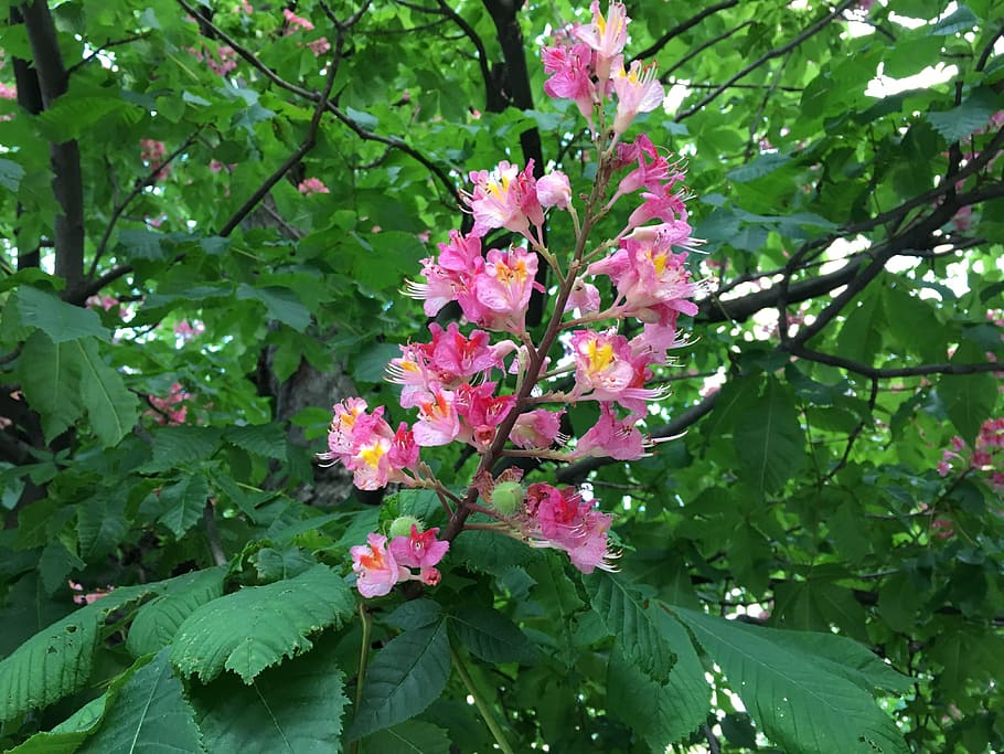 blossom, bloom, tree, chestnut, close, plant, flowering plant HD wallpaper