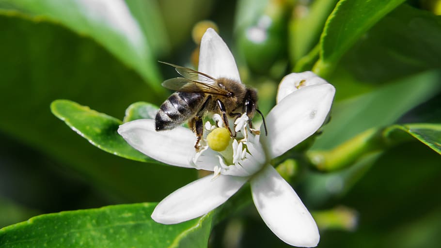 macro bee, flower, melbourne, animal, animal themes, animal wildlife HD wallpaper