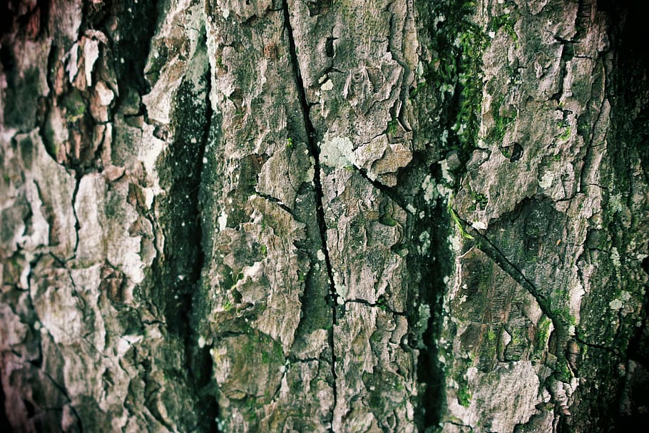 tree bark, forest, structure, textured, trunk, tree trunk, close-up HD wallpaper