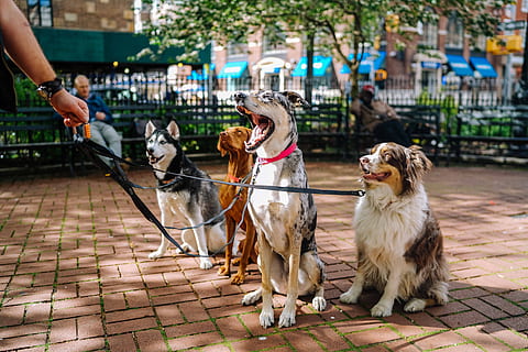 four dogs on park, border collie, blue merle Dobremann, Vizsla and Siberian husky sitting on red brick in park HD wallpaper